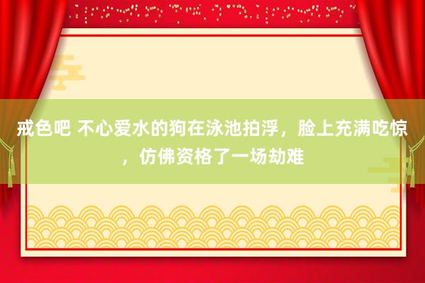 戒色吧 不心爱水的狗在泳池拍浮，脸上充满吃惊，仿佛资格了一场劫难