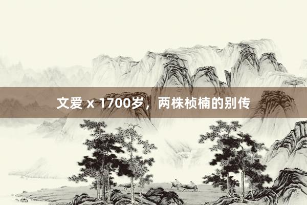 文爱 x 1700岁，两株桢楠的别传